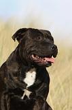 STAFFIE 305